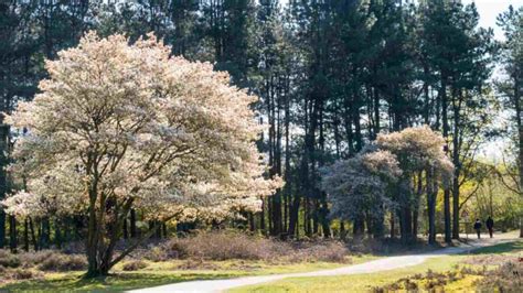Image result for Serviceberry Tree Varieties