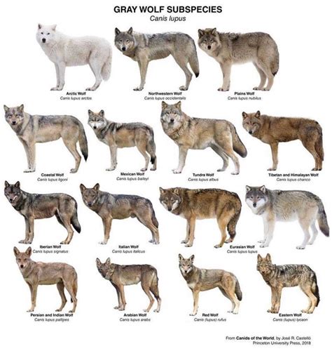 Image result for Wolves Types