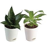 Ugaoo Indoor Plants for Home with Pot- Money Plant Golden, Jade Mini ...