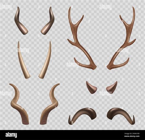 Animals horns. Moose sheep goat different types of horns decent vector ...