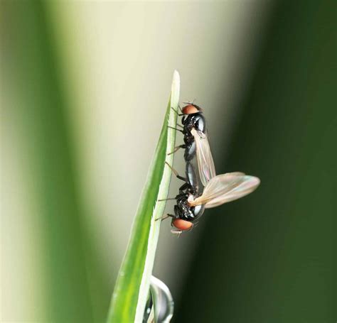 Discover The 5 Different Types of Gnats Buzzing Around This Summer - A ...
