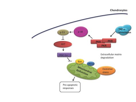PKR Promotes Oxidative Stress and Apoptosis of Human Articular ...