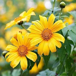 Tithonia Mexican Sunflower Seeds (30 Pack) - Hybrid Mix | Beautiful ...
