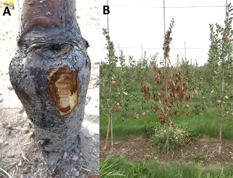 Can An Apple Tree Survive Fire Blight at Diana Andrzejewski blog