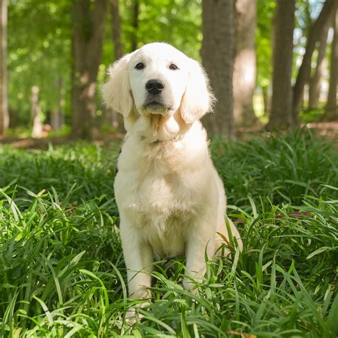 Female Golden Retriever