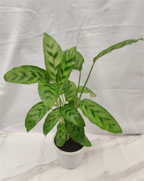 Buy Calathea Leopardina Plant | Rare Calathea Plant – ChhajedGarden.com