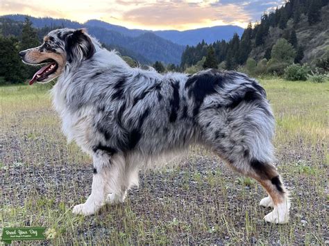 Australian Shepherd Blue Merle Amazing Temperament - Stud Dog in Oregon ...