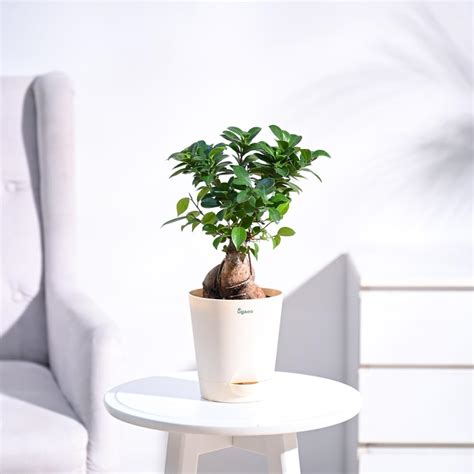 Ugaoo Ficus Bonsai Live Plant for Home Indoor with Self Watering Pot ...