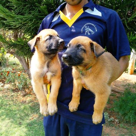 Commando Kennels, Secunderabad | LBB, Hyderabad