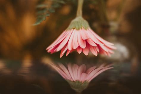 Joy Of Flower Photography : Contact