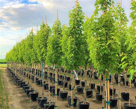 Flash Fire Maple Tree Problems 的图像结果