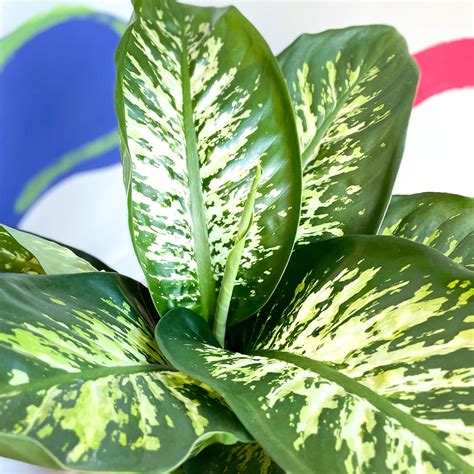 Leopard Lily - Dieffenbachia 'Tropic Snow' – Sprouts of Bristol