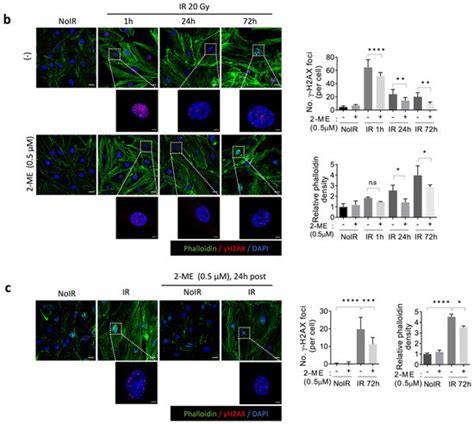 2-Methoxyestradiol Inhibits Radiation-Induced Skin Injuries