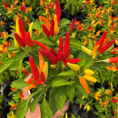 Ornamental Pepper Plant Chili Capsicum Annuum 'Joker' Ornamental