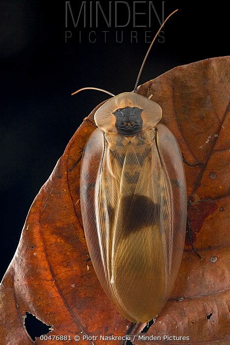 Image result for Large Cockroach