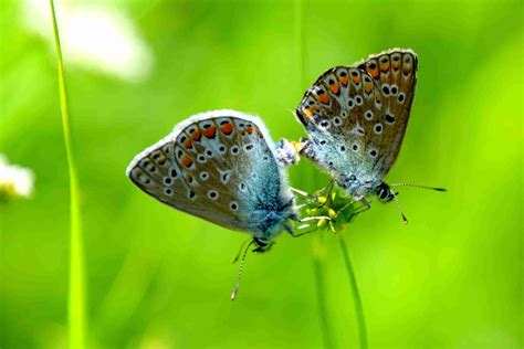 butterfly poster & Titli POSTERS, Dragonfly Poster, Insects Poster ...