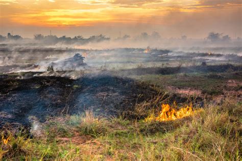 Burnt Sportsfield 的图像结果