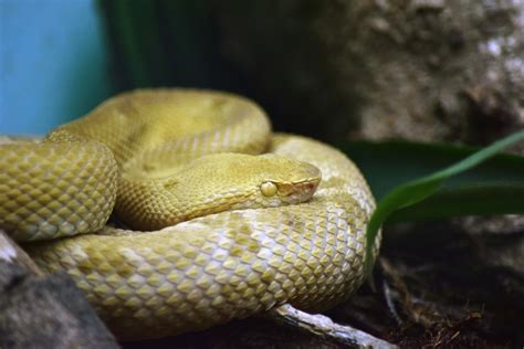 Golden Lancehead Viper Snake Bite