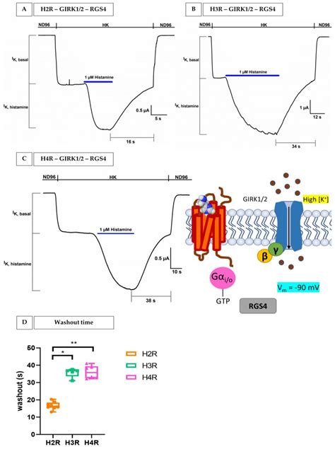 Histamine Receptors: Ex Vivo Functional Studies Enabling the Discovery ...