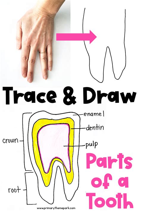 Image result for Tooth Diagram