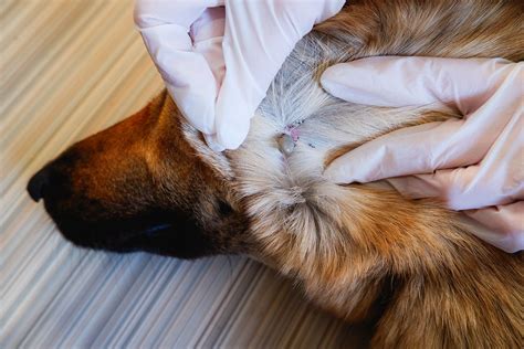 Lyme Disease in Dogs: Causes, Symptoms, and Prevention