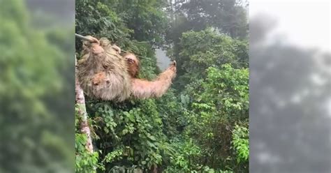 Child collides with sloth on zip line in Costa Rican rainforest | FOX ...