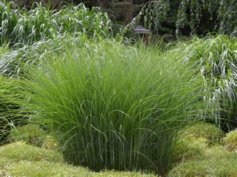 Tips & Information about Ornamental Grass - Gardening Know How
