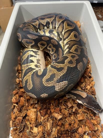 Image result for Giant Ball Python