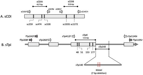 Investigating the Migratory Behavior of Soybean Looper, a Major Pest of ...