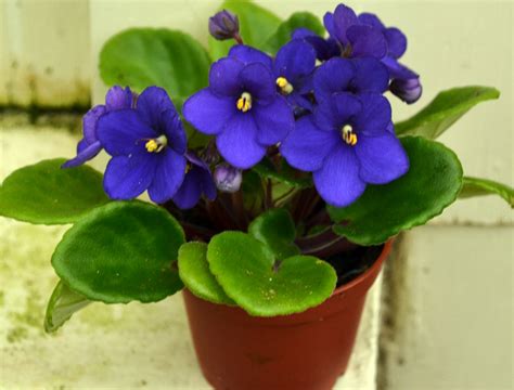 African Violet Care Indoors