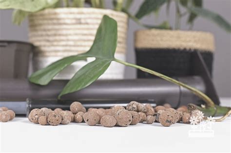 How to Use Leca 的图像结果