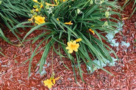 How to Grow and Care for 'Stella d'Oro' Daylily