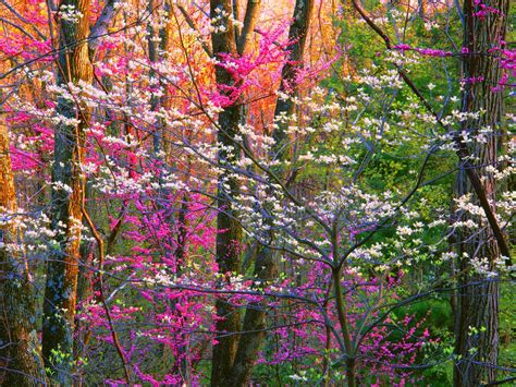 Image result for Springtime Wallpapers for PC