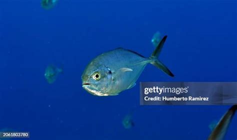 Image result for Blue Runner Fish Speed Video