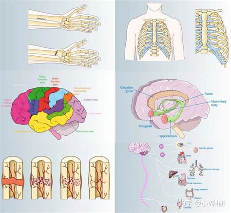 医学 的图像结果