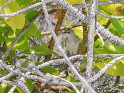 Kiritimati Reed Warbler - eBird