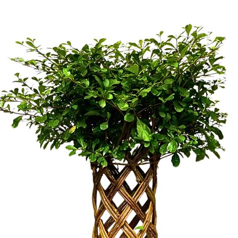 Netted Ficus Tree (Grided Ficus) "Round Shape" - Plant – Lalit Enterprise