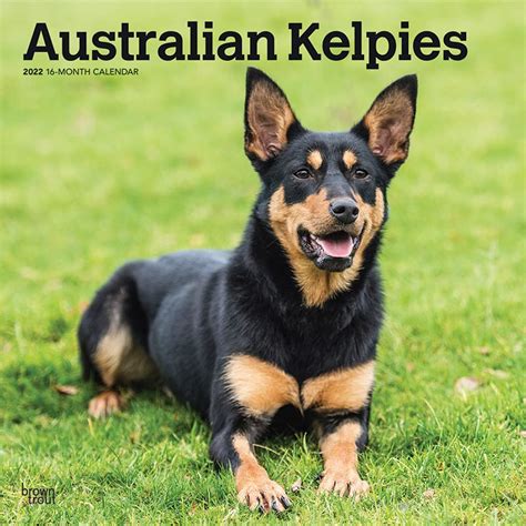 Australian Kelpies 2022 12 x 12 Inch Monthly Square Wall Calendar ...