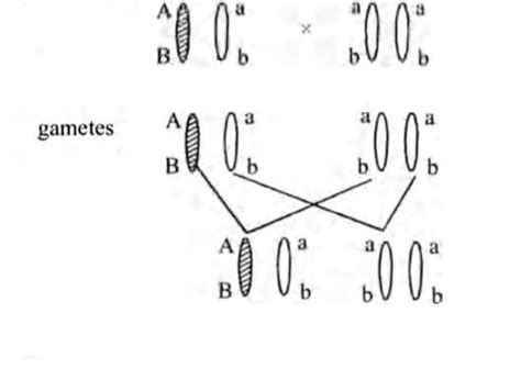 A and B genes are linked. What shall be genotype of progeny in a cross ...