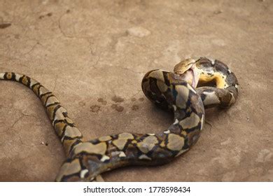 Image result for Python Snackes