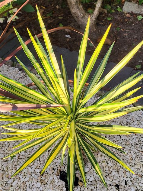 B205 Yucca Aloifolia Mediopicta Aurea / Interactief Tuinbezoek / TUIN BEAUTANIQUE | Plantentuin ...