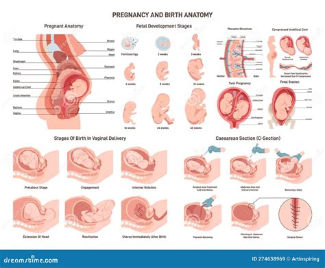 Stages Of Vaginal Development