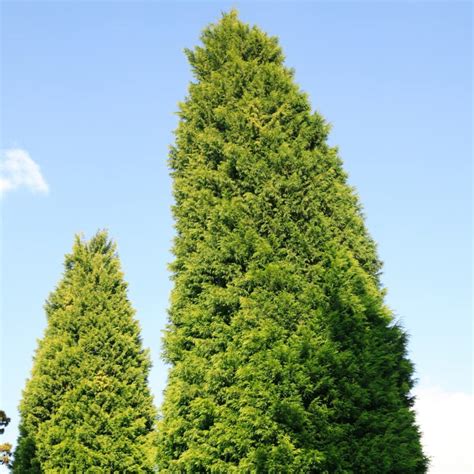 Buy Leyland Cypress 'Castlewellan' x Cuprocyparis Cupressus leylandii ...