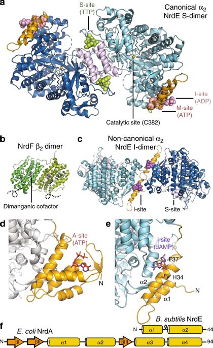 NAD(P)H依赖型氧化还原酶不对称还原胺化制备手性胺的研究进展_参考网