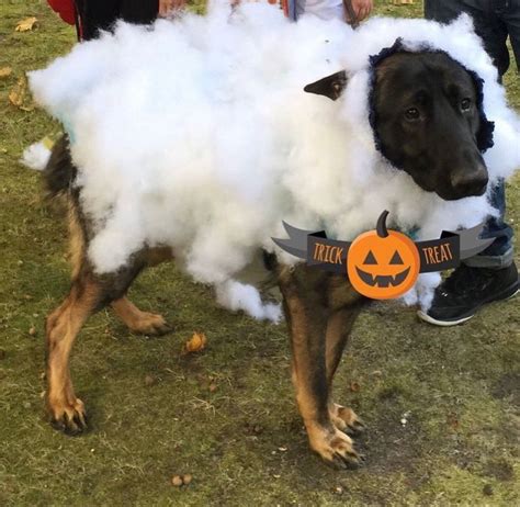 Wolf in Sheeps clothing | Dog halloween costumes, Dog halloween, Cute ...