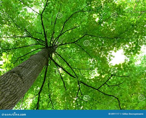 Oak Tree Canopy Royalty-Free Stock Photo | CartoonDealer.com #126682143