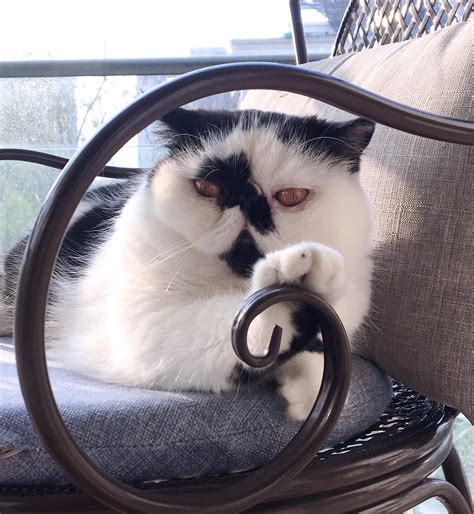 Image result for Cuddle Bug Meme