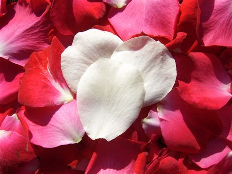 White And Red Rose Petals Free Stock Photo - Public Domain Pictures