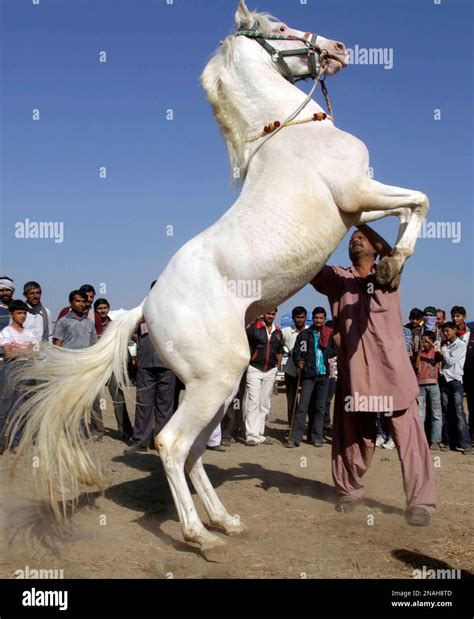 An Indian participant jumps his horse during a horse show at Dholera ...