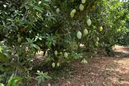 Buy Agricultural Land in Kuvathur,Chennai - 9797 Sq-ft the property ...